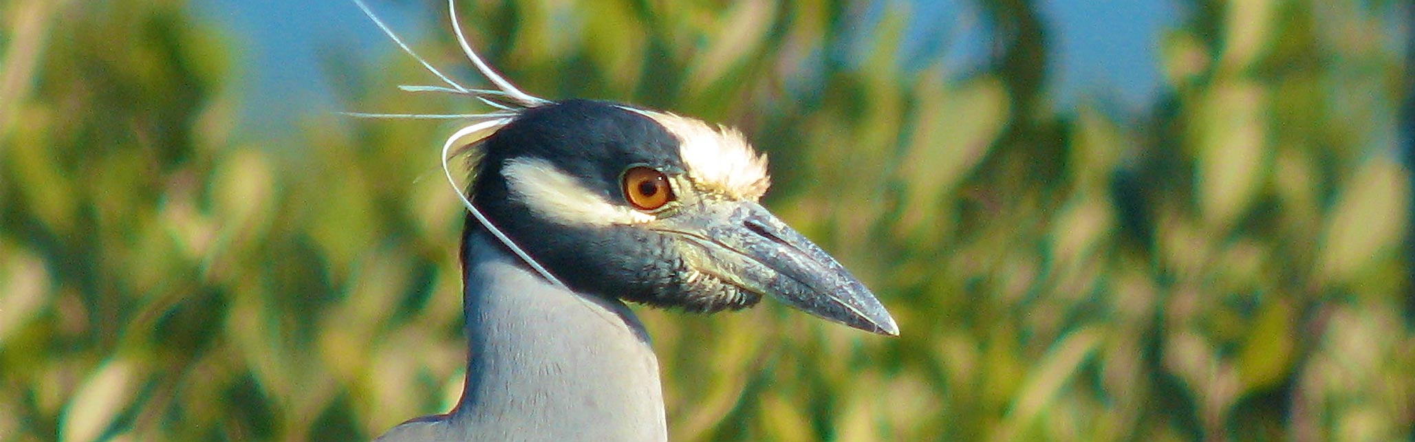 Yellow Crowned Night Heron, The Audubon Shop is the best shop for birders, Madison, CT