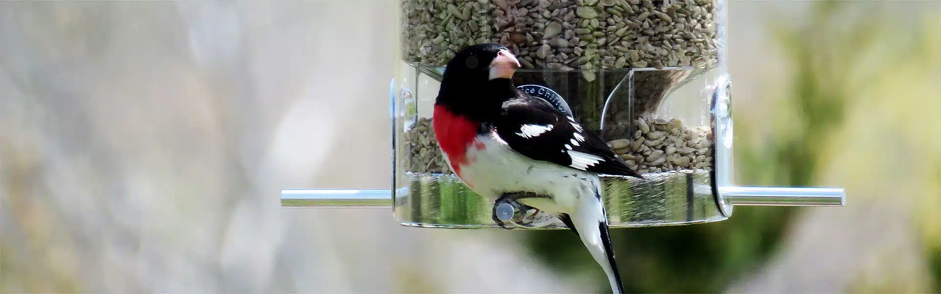 The Audubon Shop, the best shop for birders and bird watching, Madison, CT