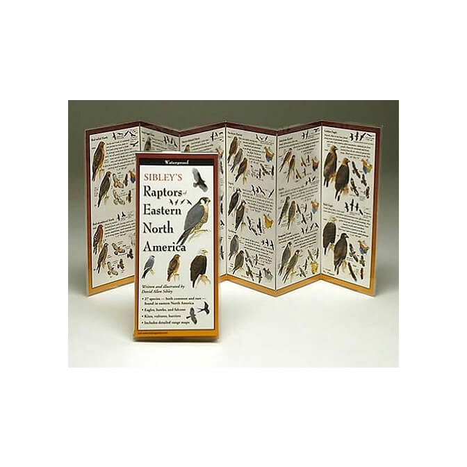 Sibley's Raptors Of North America Poster - Laminated 24x36 Inch Educational Bird Identification Chart - View #2