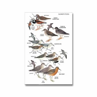 The Peterson Field Guide to Birds of Eastern and Central North America, seventh edition, at The Audubon Shop, the best shop for birdwatchers, Madison CT