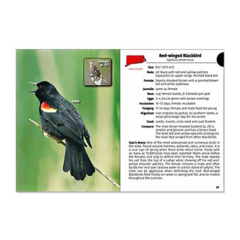 Birds of CT and Rhode Island Field Guide, available at The Audubon Shop, the best shop for bird watchers, Madison CT