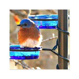 Quick Connect Glass Mealworm Feeder for 1 inch Pole, available at The Audubon Shop, the best shop for bird feeders, Madison CT