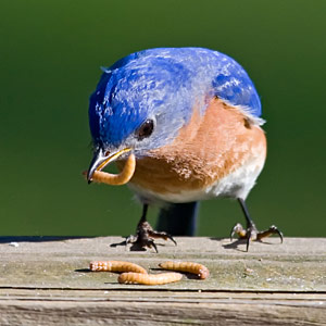 Learn how to attract Eastern Bluebirds to your yard.