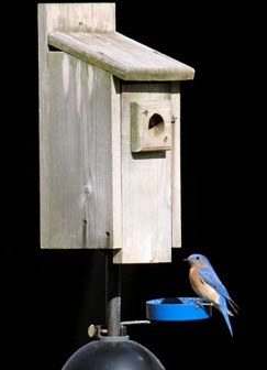 Male Eastern Bluebird perched below his bluebird house.