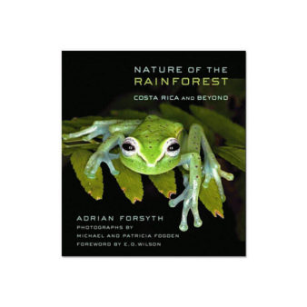 The Nature of the Rainforest