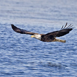 Eagle Watch on the CT River