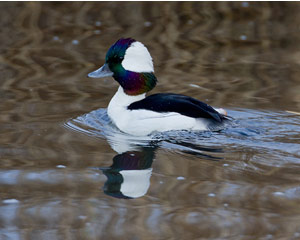 Bufflehead