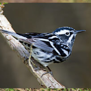 Spring Bird Walk at Hammonasset