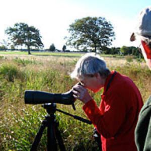Spring Bird Walk at Hammonasset