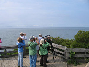 We often make a stop on the platform high on Meig's Point, to see what birds may be on the Sound.
