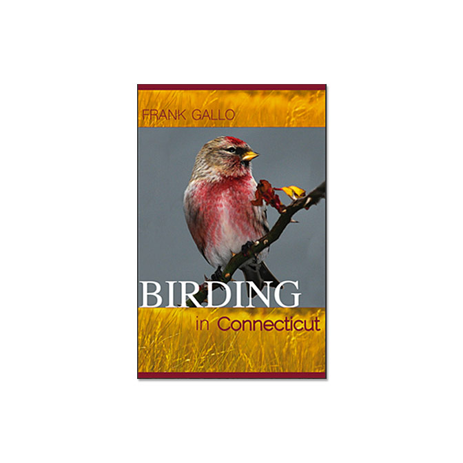 birding in connecticut