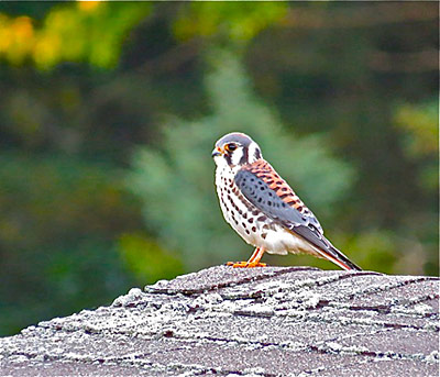 american kestral falcon