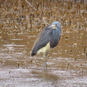 Fall Migration Bird Walk