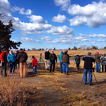 Birding in Hammonasset