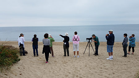 birding on the beach Connecticut