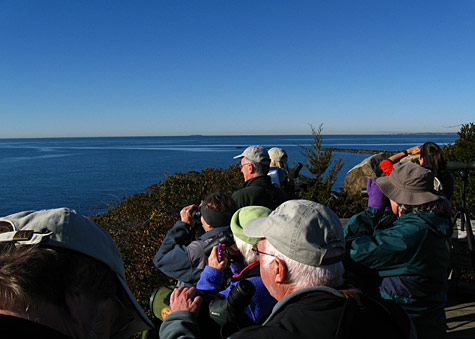 hammonasset birding