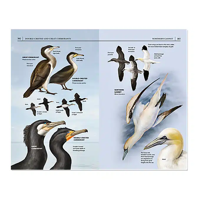 Field Guide to Cape Cod, available at The Audubon Shop, the best shop for nature books, Madison CT