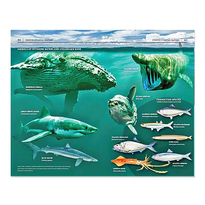 Field Guide to Cape Cod, available at The Audubon Shop, the best shop for nature books, Madison CT