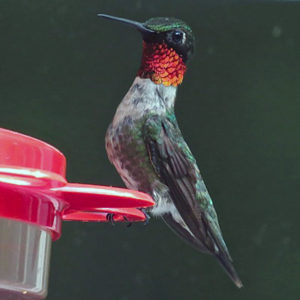 Birding around the World