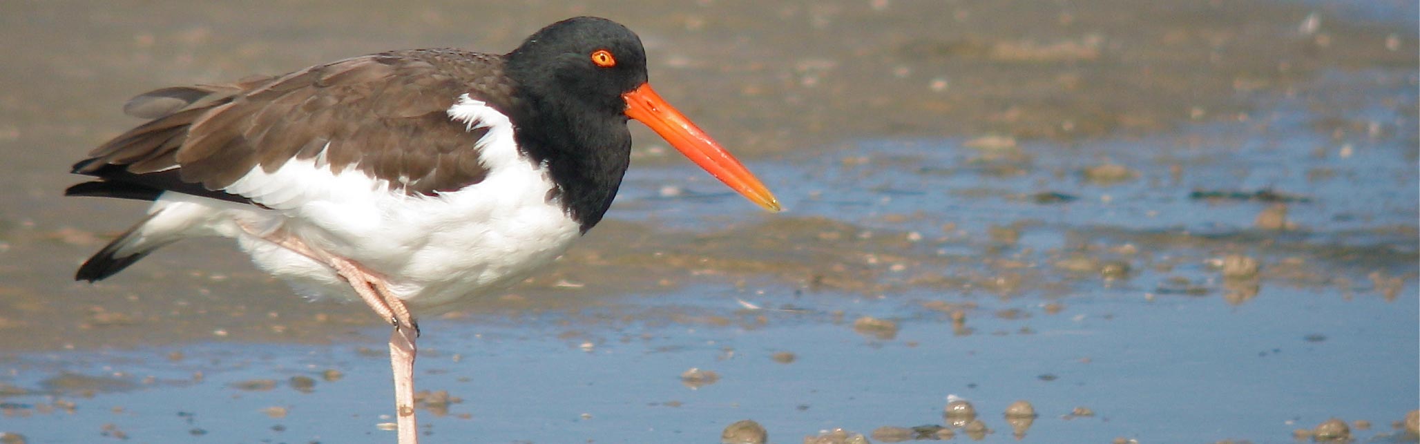 Oyster Catcher, The Audubon Shop is the best shop for birders, Madison, CT