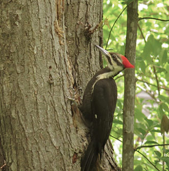 Pileated Woodpecker female, on a bird walk with The Audubon Shop, the best shop for birders, Madison, CT