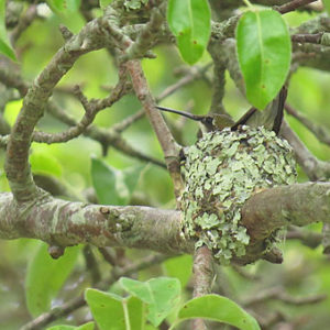 Spring Bird Walk at Hammonasset