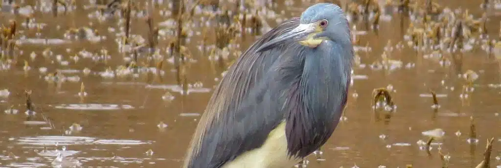 Little Blue x Tricolored Heron, inside Hammonasset Beach State Park, Madison, CT.