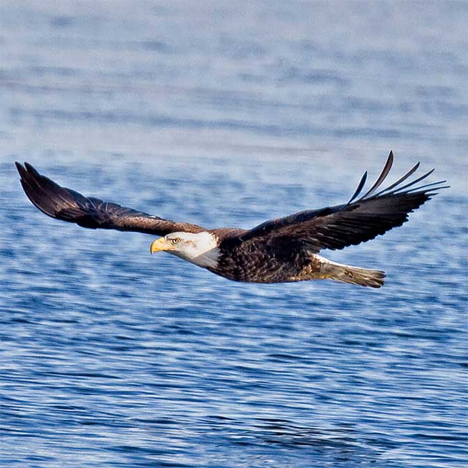 Winter Eagle Watch tickets, available at The Audubon Shop, the best shop for birdwatchers in Madison, CT.