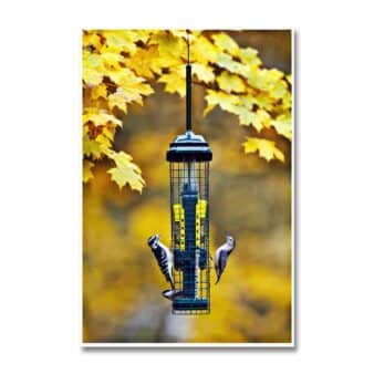 Brome Squirrel Buster Suet Bird Feeder, available at The Audubon Shop, the best shop for squirrel proof bird feeders, Madison CT