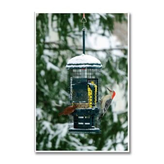 Brome Squirrel Buster Suet Bird Feeder, available at The Audubon Shop, the best shop for squirrel proof bird feeders, Madison CT