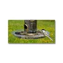 Aspects Round Seed Tray, available at The Audubon Shop, the best shop for birders, Madison CT