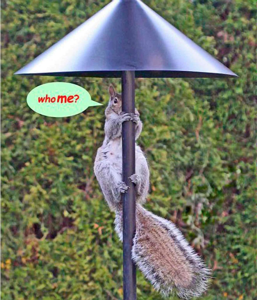 Wrap Around Squirrel Baffle, available at The Audubon Shop, the best shop for nature lovers, Madison CT