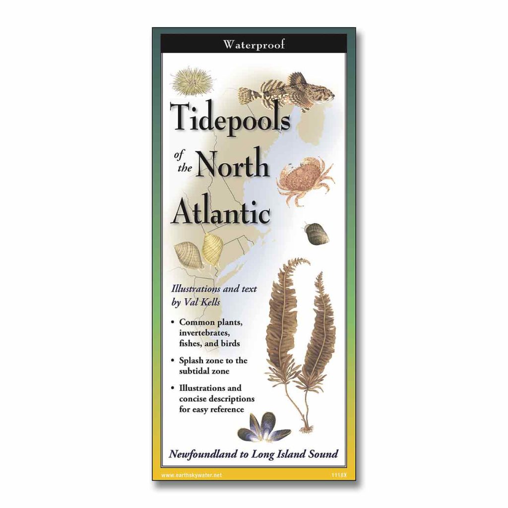 Tide Pool Guide Folding Field Guide Tidepools of the North Atlantic