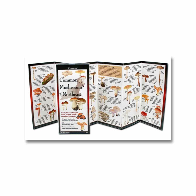 Folding Field Guide Common Mushrooms of the Northeast