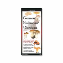 Folding Field Guide, Common Mushrooms of the Northeast, available at The Audubon Shop, the best shop for nature lovers, Madison CT
