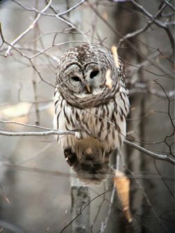 I found a Baby Bird, Now What, at The Audubon Shop, the best shop for bird watchers, Madison CT 