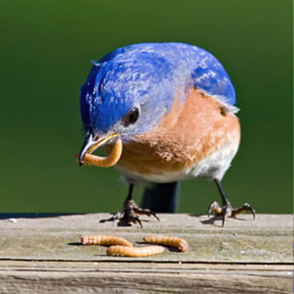Eastern Bluebird, from The Audubon Shop, the best shop for birders, Madison CT