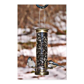 Aspects Quick Clean Small Sunflower Bird Feeder available at The Audubon Shop, the best shop for bird feeders, Madison CT