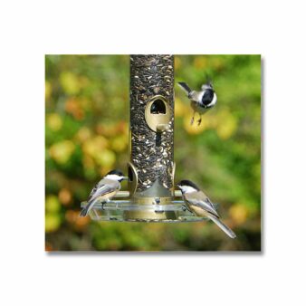 Aspects Quick Clean Medium Sunflower Bird Feeder Brass, available at The Audubon Shop, the best shop for bird watchers, Madison CT