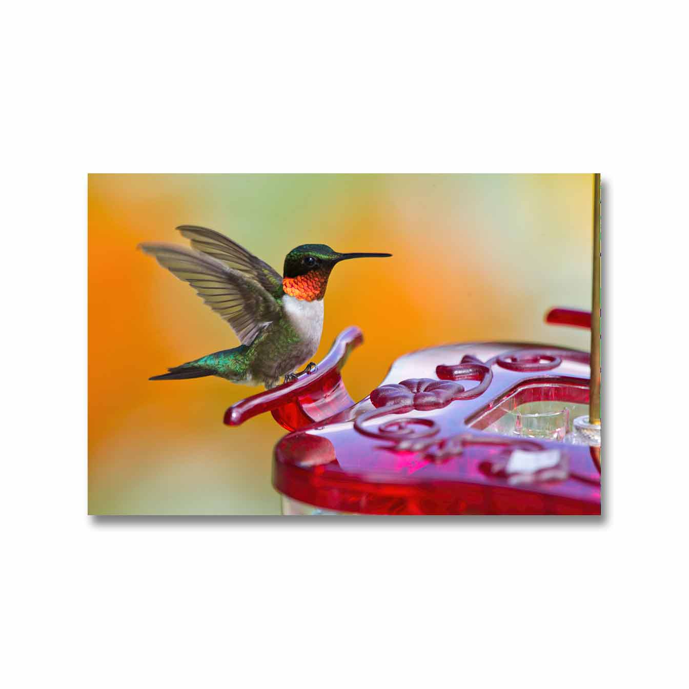 https://www.theaudubonshop.com/wp-content/uploads/2023/03/aspects-highview-square-hummingbird-feeder3@2x.jpg