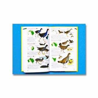 Pocket Guide to Birds of Australia, available at The Audubon Shop, the best shop for bird watchers, Madison CT