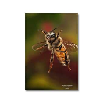 Insects of North America, available at The Audubon Shop the best shop for nature lovers, Madison CT