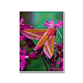 The Lives of Moths, available at The Audubon Shop, the best shop for nature lovers, Madison CT