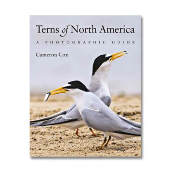 Terns of North America: A Photographic Guide, available at The Audubon Shop, the best shop for bird watchers, Madison CT