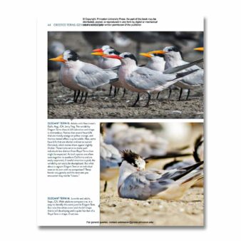 Terns of North America: A Photographic Guide, available at The Audubon Shop, the best shop for bird watchers, Madison CT