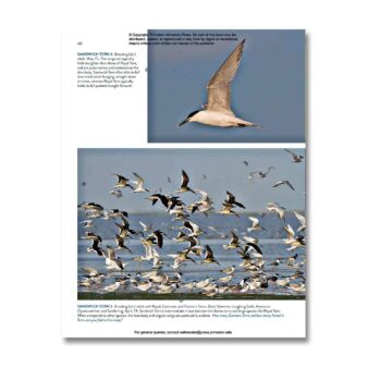 Terns of North America: A Photographic Guide, available at The Audubon Shop, the best shop for bird watchers, Madison CT