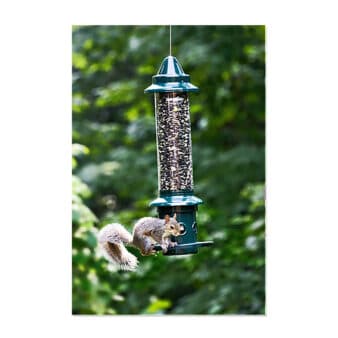 Brome Squirrel Buster Plus Bird Feeder, available at The Audubon Shop, the best shop for bird feeders, Madison CT