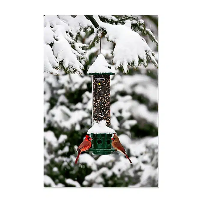 Brome Squirrel Buster Plus Bird Feeder, available at The Audubon Shop, the best shop for bird feeders, Madison CT