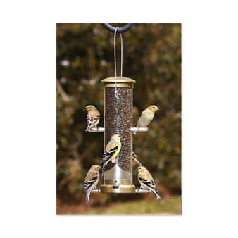 Aspects Small Quick Clean Nyjer Tube Brass available at The Audubon Shop, the best shop for bird feeders, Madison CT