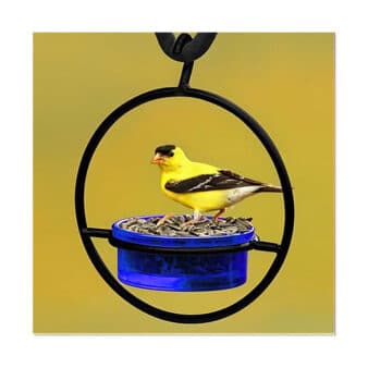 Cobalt Sphere Glass Bluebird Feeder, available at The Audubon Shop, the best shop for bird feeders, Madison CT